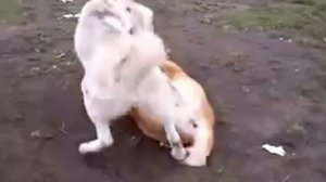 Сука алабай нападает на кобеля. Собаки породы Алабай. Домашнее видео САО Ну и сука же.