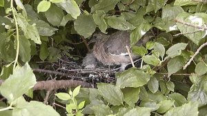 Птенцы вяхиря 15 дней