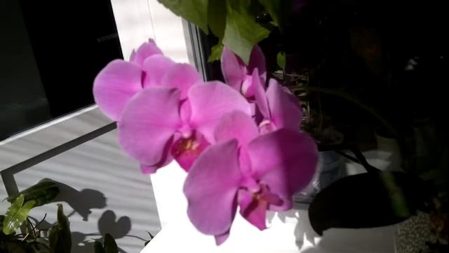Комнатные цветы. В моих джунглях на лоджии расцвела Орхидея Orchid. смотреть онлайн