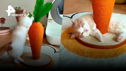 Дерзкое нападение рыжего кота на гигантскую морковь попало на видео / РЕН Новости