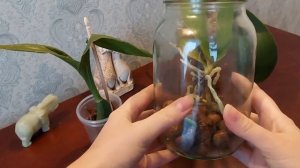 Как нарастить корни у Орхидеи Фаленопсис. Два эффективных метода.