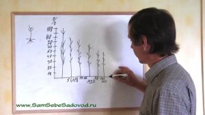 О клоновых подвоях и саженцах со вставкой