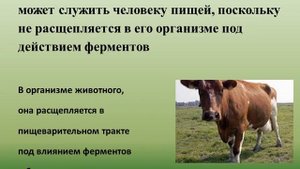 10 класс. Химия. Целлюлоза
