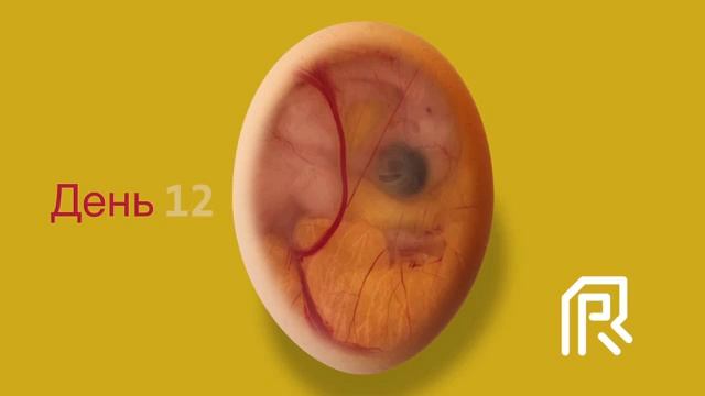 Эмбриональное развитие цыпленка, 1 дня до 21 день, овоскоп. смотреть онлайн