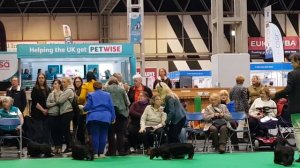 Crufts 2019 standard dachshund