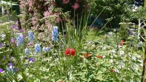 Сад который радует всегда . Цветут Дельфиниумы и Колокольчики. Сад в июне.