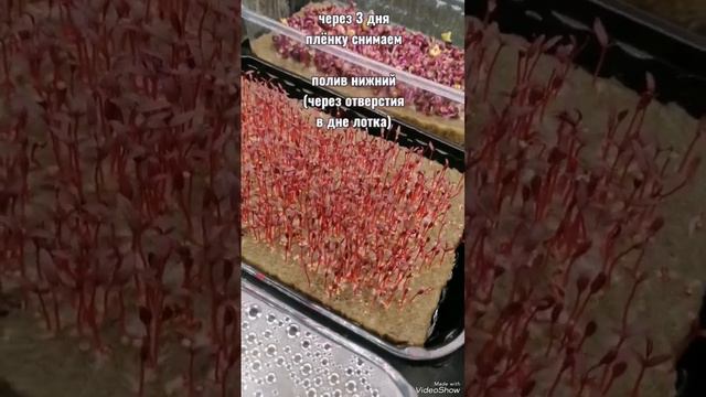 Выращиваем #амарант дома! #Растение #бессмертия! Один из рекордсменов по содержанию #витаминов! смотреть онлайн