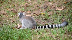 Звуки и голоса животных/Звуки лемура как говорит лемур