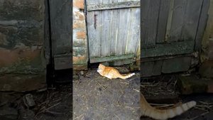 Кот охота на кроликов