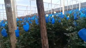 Сорта роз White Chocolate и Proud в теплице на Эквадорской плантации роз