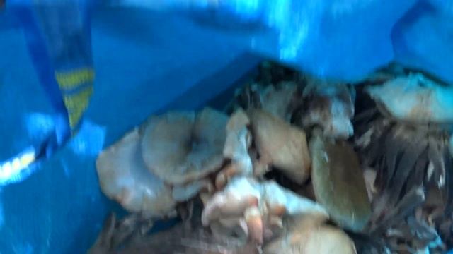 Грибы в Анапе 2022 опята Тещин язык смотреть онлайн