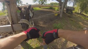 Велопрогулка до коней.