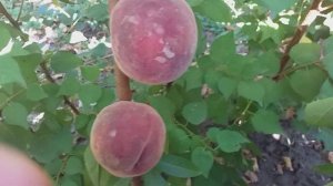 Персик сорт поздний Роял Джим(peach Royal Jim)