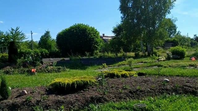 ПУЗЫРЕПЛОДНИК КАЛИНОЛИСТНЫЙ / ЛУЧШИЕ ДЕКОРАТИВНЫЕ КУСТАРНИКИ
