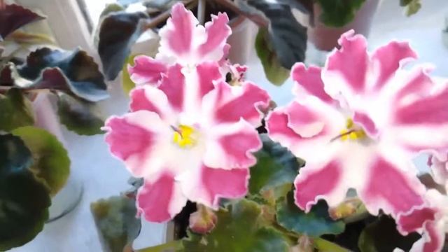 ???Фиалка РС - Барби смотреть онлайн