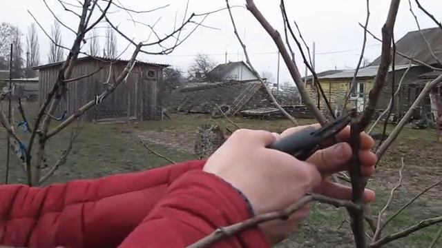 Весенняя обрезка молодой груши, часть 1. смотреть онлайн