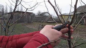 Весенняя обрезка молодой груши, часть 1.