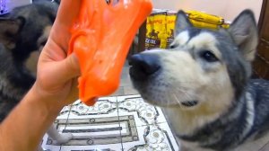 ЗМЕЯ В УНИТАЗЕ / реакция собаки на питона в доме