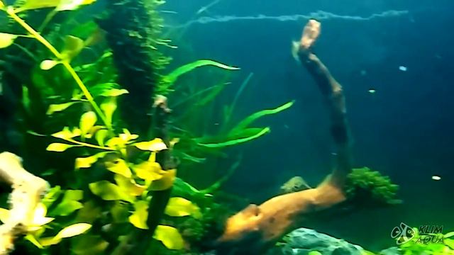 Композиция "Заводь"... смотреть онлайн