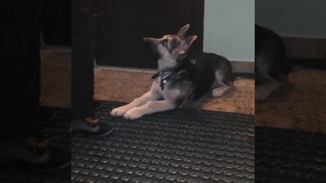 Дрессировка собак-ВОСТОЧНОЕВРОПЕЙСКАЯ ОВЧАРКА АРЧИ 4 МЕС смотреть онлайн