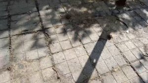 Кормлю гусей🦢 Борюсь с муравьями😎🐜 Знакомимся с ежиком🦔Такая жизнь😋😍