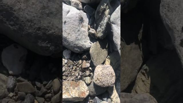 На берегу Байкала. Флора и фауна. Бурятия. смотреть онлайн