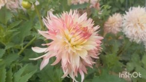 Германия Георгиновый Сад?Dahlia Garden?Жоржинний Сад