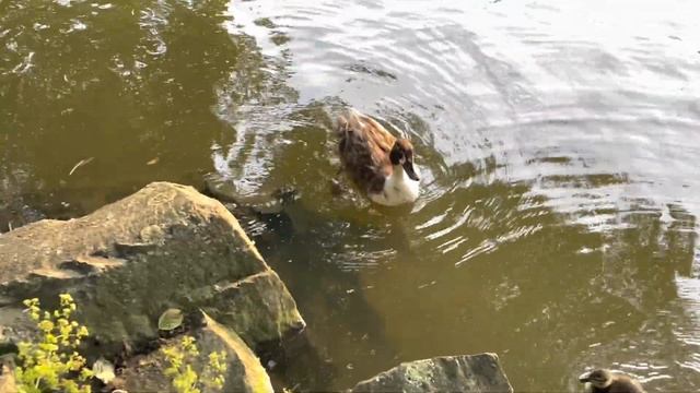 Купил себе дом с большим участком… смотреть онлайн