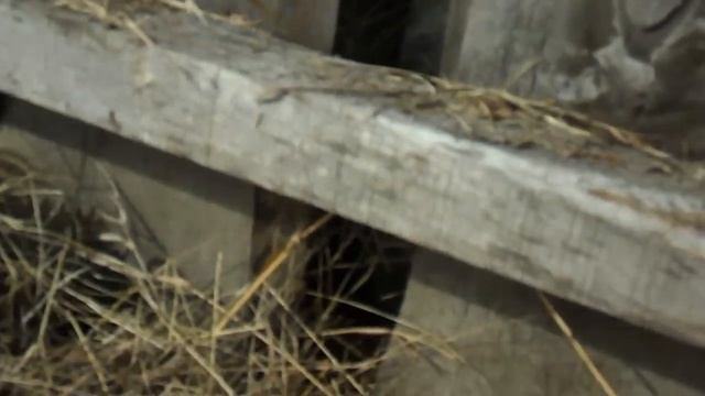 Разведение баранов - у ягненка сломалась нога !