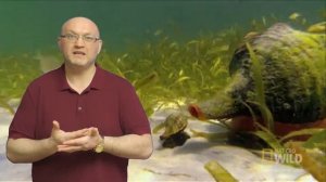 Красивая большая улитка, живущая в воде Syrinx aruanus