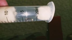 Муравьи lasius niger колония с нуля.