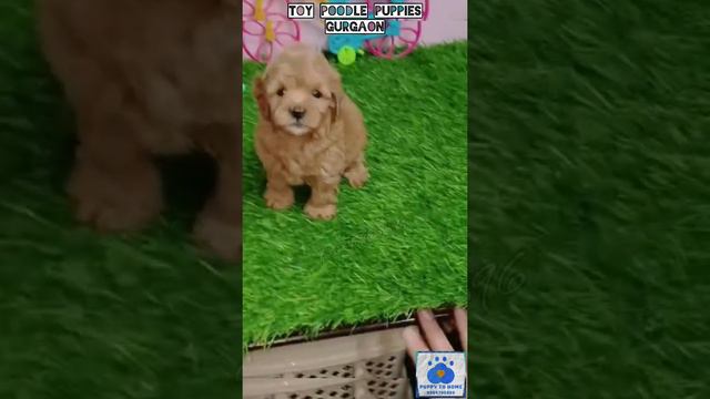 Toy Poodles @Gurgaon Delhi India 9354705896 #poodle #toypoodle #cute #dog #cutepuppy #cutedog #shor