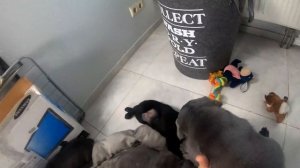 Кане-корсо щенки 1 месяц и один день