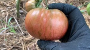 Обзор сортов томатов.Сезон 2020г.Часть 12.