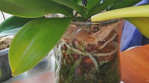 Совместная/групповая посадка 3х орхидей в стеклянную вазу. Посадка(ЗС) что это такое? Уход,полив, уд