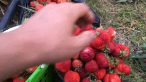 Клубника сорт «цыганка», сбор урожая, Невинномысск.