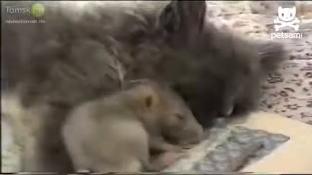 Кот и крыса дружат смотреть онлайн