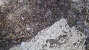 Хранение кормовой свеклы в 2022-2023