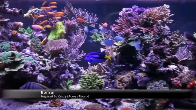 Peter's Fish Tank - Episode 1 - 1350 Gallon Tank Overview смотреть онлайн