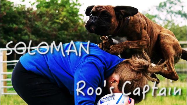 The Canine Rugby World Cup is going to the Dogs! | Discover Dogs 2015 смотреть онлайн