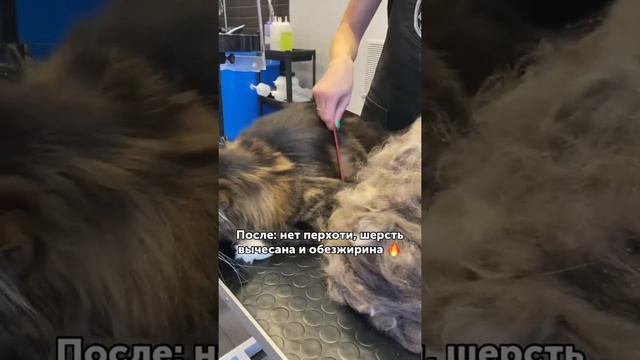 До и после экспресс линьки кота Тихона | Груминг кошек ?