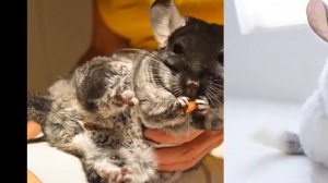 Описание и особенности шиншилл