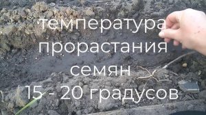 Посев редиса осенью. Сроки посева в грунт.Sowing radishes in the fall. Dates of sowing in the groun