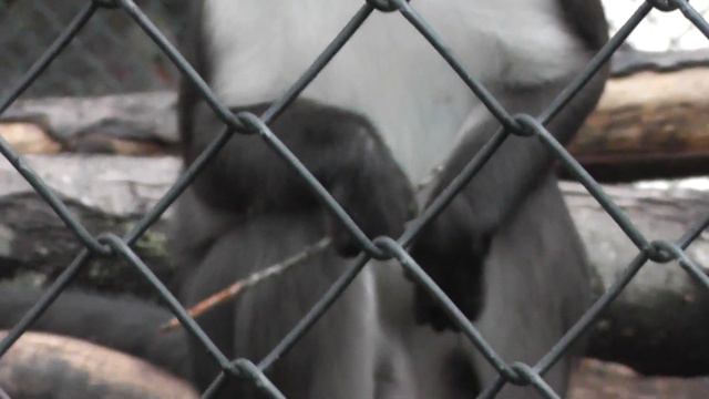 On Location: The Sooty Mangabey смотреть онлайн