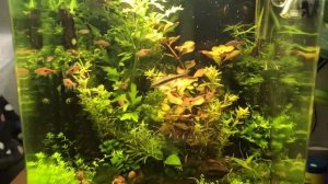 Ольховые шишки в аквариуме. Alder cones in my fish tank.