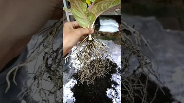 Cek akar & repotting aglaonema asri putih #shortvideo #aglaonema #aglaonemamurah #tanamanhias