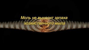 Как бороться с молью