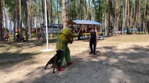 Охрана хозяина. Американский Стаффордширский терьер Джексон