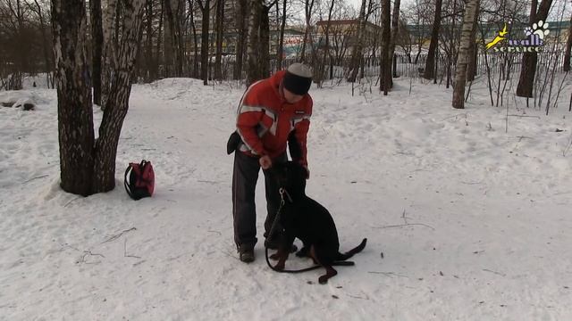 Ротвейлер дрессировка выдержки, как правильно начать, команда сидеть, ОКД смотреть онлайн