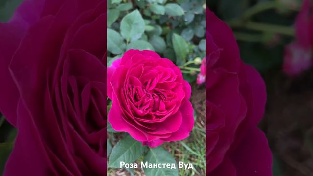 Роза Манстед Вуд/rose Munstead wood #розарий #садоводство #цветы #розы #roses